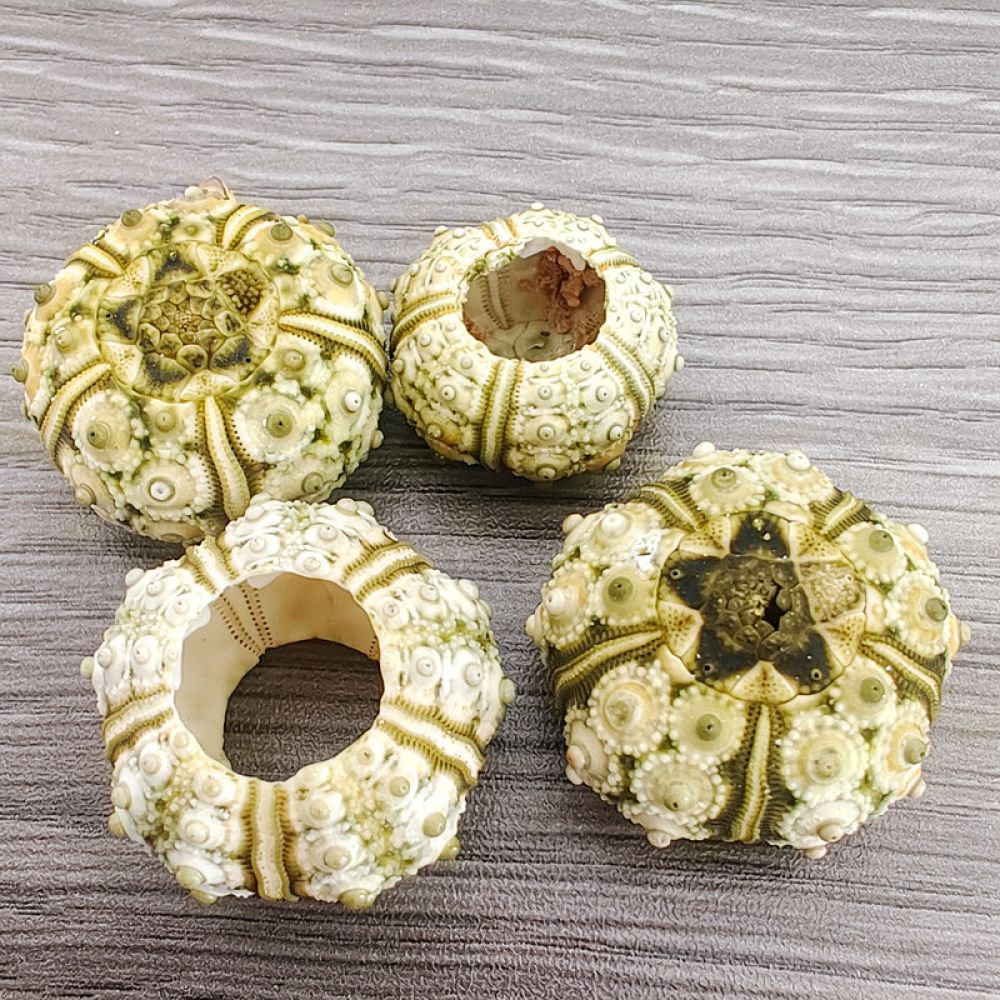 Aquarium Plant Holder - Organic Sea Urchin Ornament For Zhuolangge