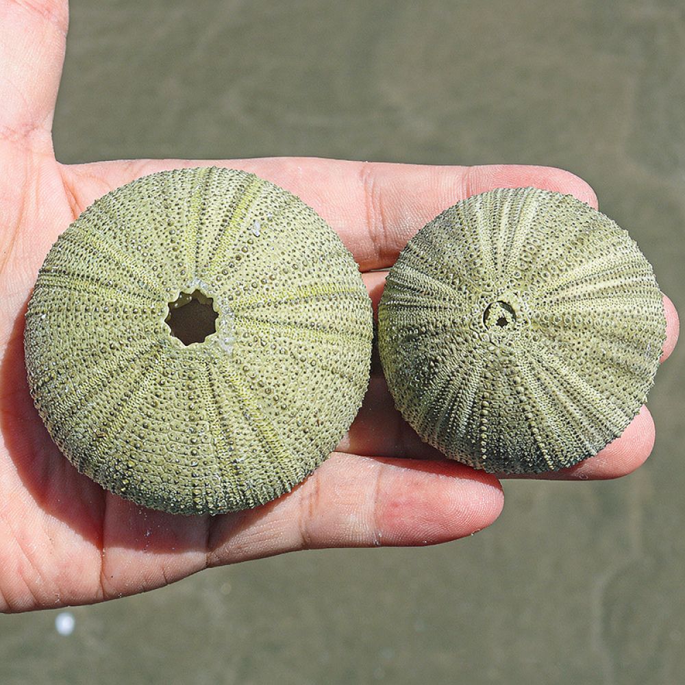 Organic Sea Urchin Ornament Fo - Aquarium Plant Holder review and price