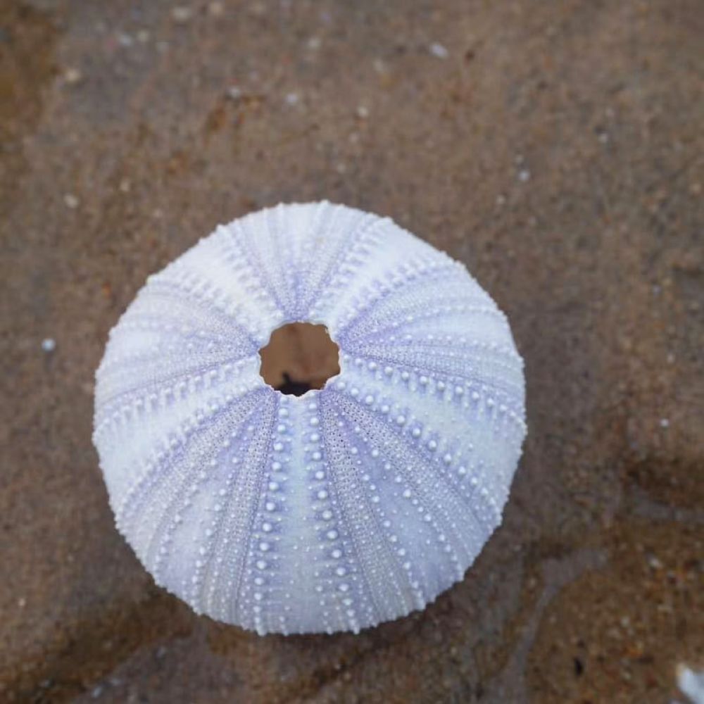 Organic Sea Urchin Ornament Fo - Aquarium Plant Holder review and price