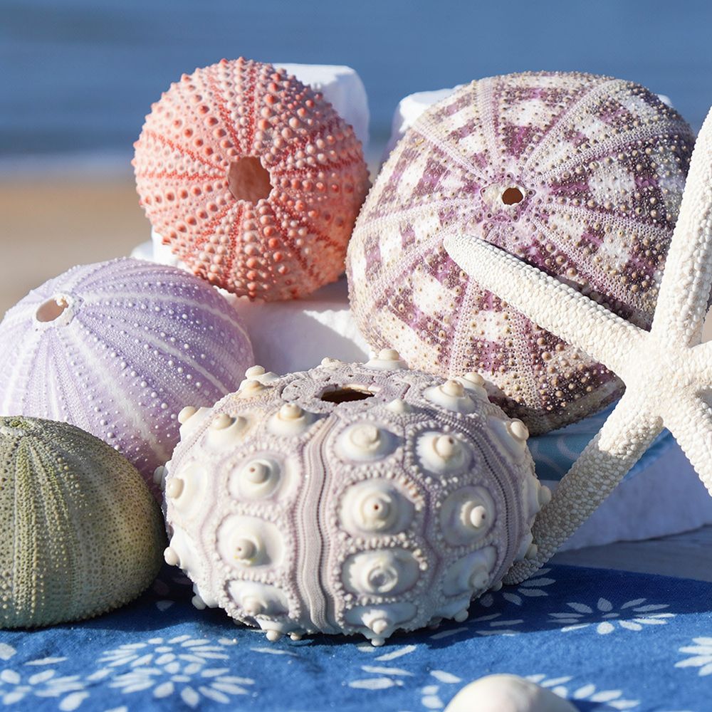Organic Sea Urchin Ornament Fo - Aquarium Plant Holder review and price