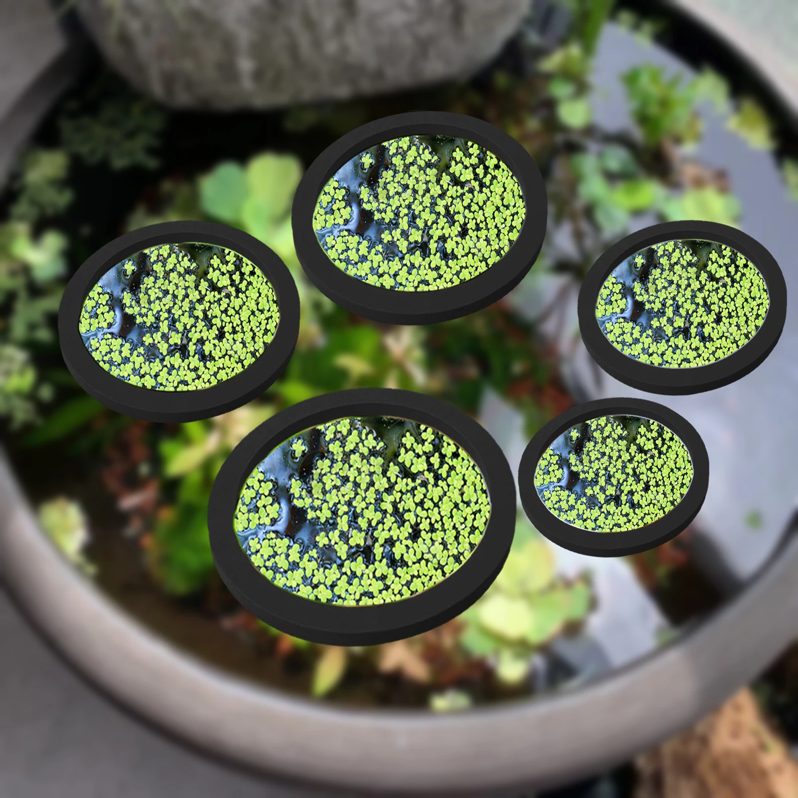 5Pcs EVA Fish Feeding Ring Aqu - Planted Tank review and price