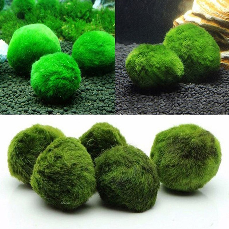 Marimo Moss Balls Live Aquariu - Live Plant Aquarium review and price
