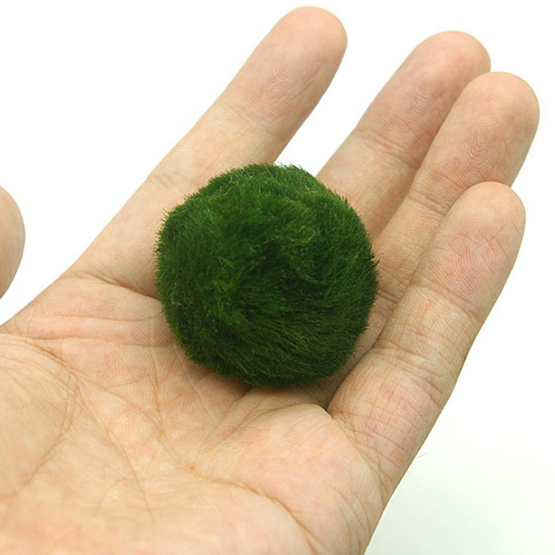 Marimo Moss Balls Live Aquariu - Live Plant Aquarium review and price