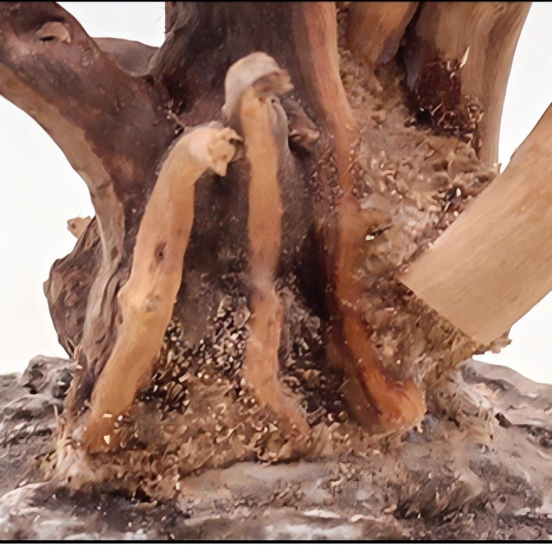 1PC Aquarium Landscaping Wood  - Aquarium Driftwood review and price