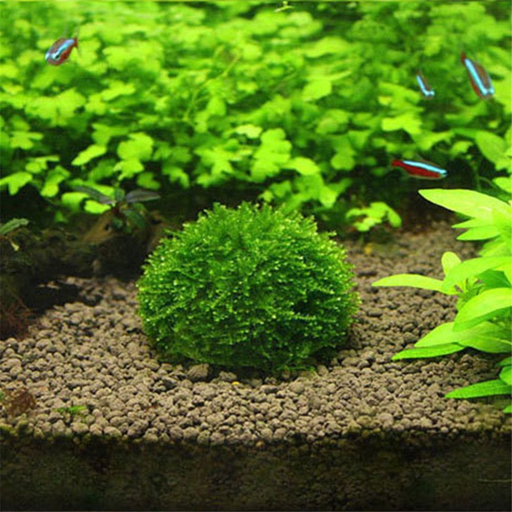 New Plastic Suspension Moss Do - Aquarium Moss review and price