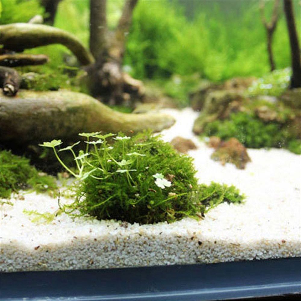 New Plastic Suspension Moss Do - Aquarium Moss review and price
